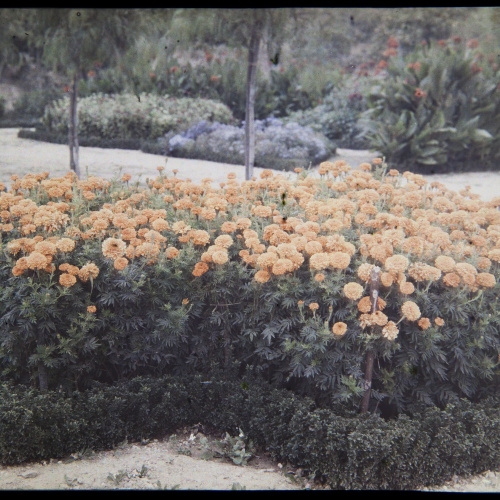 image for: Francesc Carrera Bou - Jardí - Cap a 1926