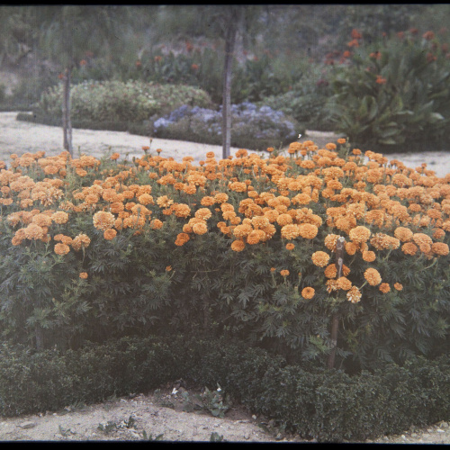 image for: Francesc Carrera Bou - Jardí - Cap a 1926