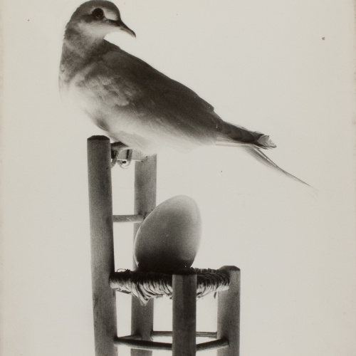image for: Oriol Maspons - Whana palomas (La tòrtora mentidera) - 1970