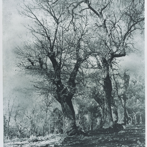 image for: Josep Maria Casals i Ariet - Paisatge - No datat