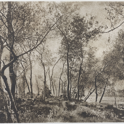 image for: Josep Maria Casals i Ariet - Paisatge - No datat