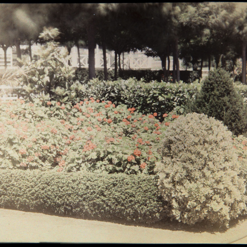 image for: Francesc Carrera Bou - Jardí - Cap a 1926