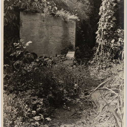 image for: Otho Lloyd - Jardí de la casa del Putxet (Barcelona) - Cap a 1948