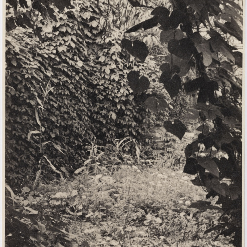 image for: Otho Lloyd - Vegetació (Jardí de la casa del Putxet, Barcelona) - Cap a 1948