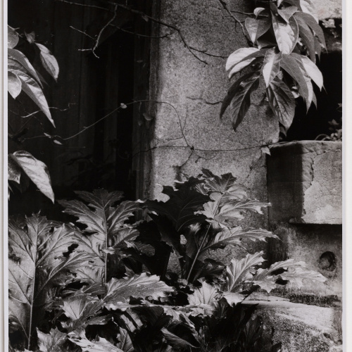 image for: Otho Lloyd - Jardí de la casa del Putxet (Barcelona) - Cap a 1945-1948