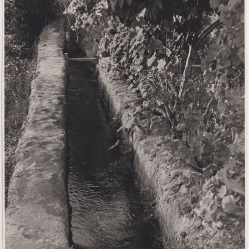 image for: Otho Lloyd - Jardí de la casa del Putxet (Barcelona) - Cap a 1945-1948