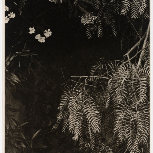 image for: Otho Lloyd - Vegetació (Jardí de la casa del Putxet, Barcelona) - Cap a 1948