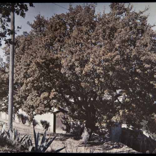 image for: Francesc Carrera Bou - Carrer amb arbre - Cap a 1922-1926