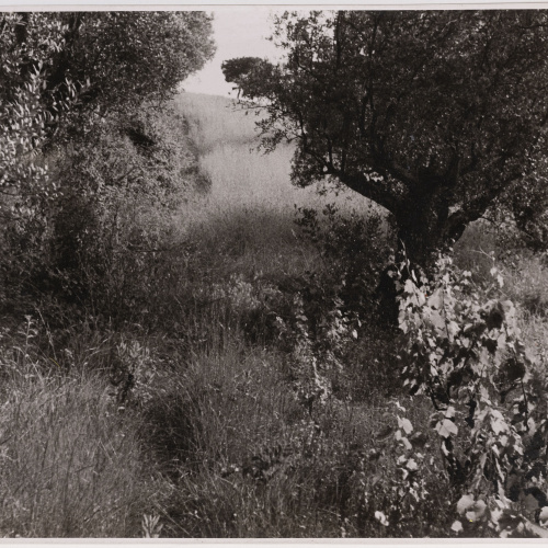 image for: Otho Lloyd - Paisatge - Cap a 1944-1950