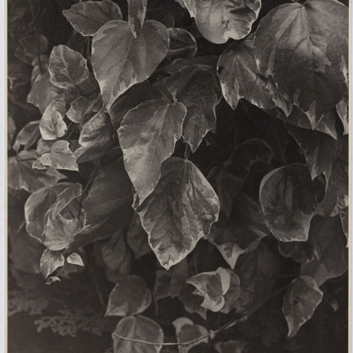 image for: Otho Lloyd - Fulles - Cap a 1948
