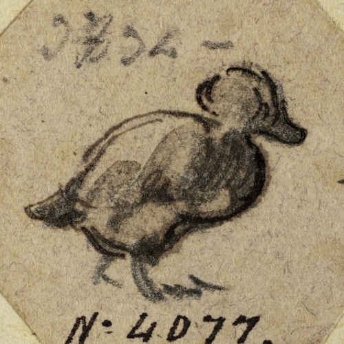 image for: Modest Urgell - Ànec - Cap a 1864