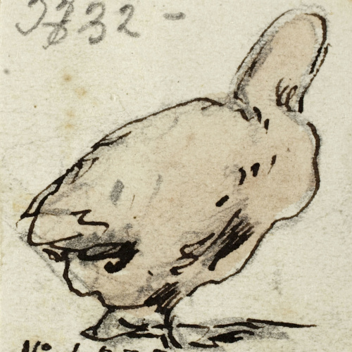 image for: Modest Urgell - Ànec - Cap a 1864