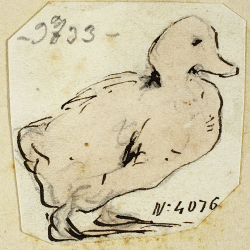 image for: Modest Urgell - Ànec - Cap a 1864