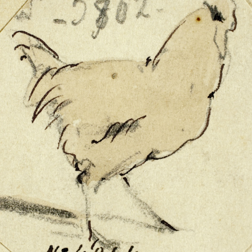 Modest Urgell - Gallina - Cap a 1864 image for: Modest Urgell - Gallina - Cap a 1864