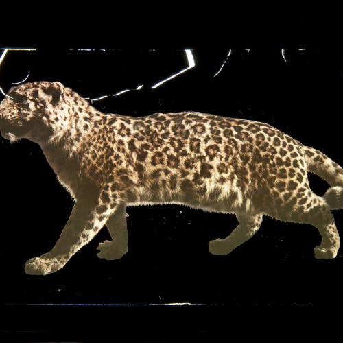image for: Francesc Carrera Bou - Lleopard - Cap a 1922-1926