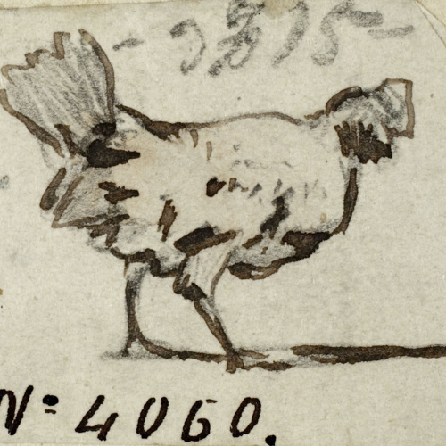 image for: Modest Urgell - Gallina - Cap a 1864