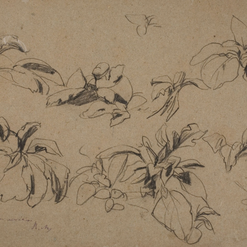 image for: Ramon Martí i Alsina - Plantes aquàtiques (anvers) / Croquis (revers) - Cap a 1870-1880