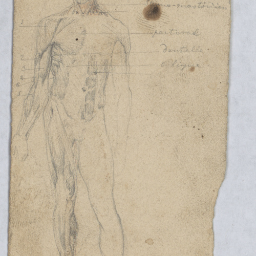 image for: Francesc Torras - Anatomia humana - Cap a 1850-1855
