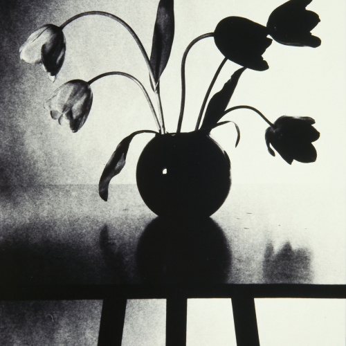 image for: Toni Catany - Tulipes - 1980