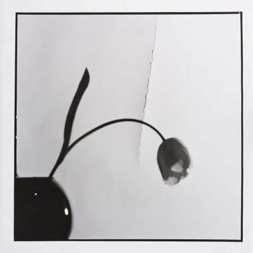 image for: Toni Catany - Tulipa - 1980 (tiratge 2000)