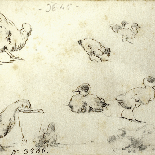 image for: Modest Urgell - Gallina i ànecs - Cap a 1864