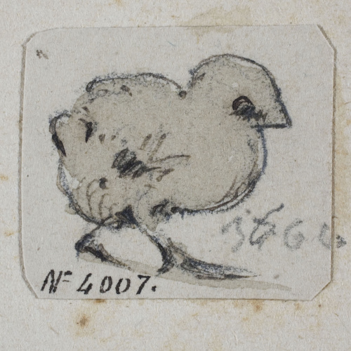 image for: Modest Urgell - Pollet - Cap a 1864
