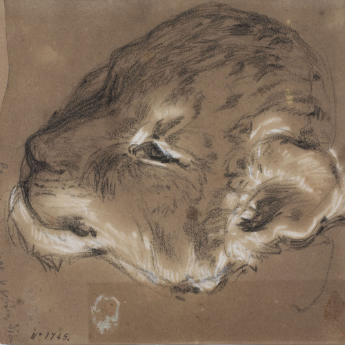 image for: Ramon Martí i Alsina - Cap d&#039;un lleó petit - Cap a 1862