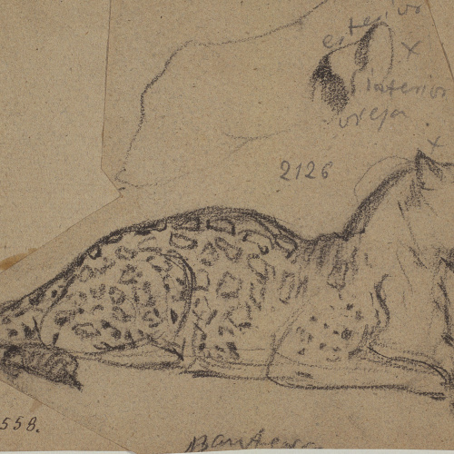 image for: Ramon Martí i Alsina - Estudis d&#039;una pantera - Cap a 1862