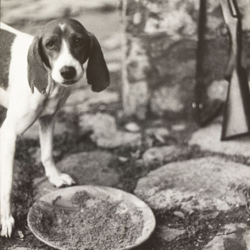 image for: Oriol Maspons - Fotografia per al llibre «La caza de la perdiz roja», de Miguel Delibes - 1962