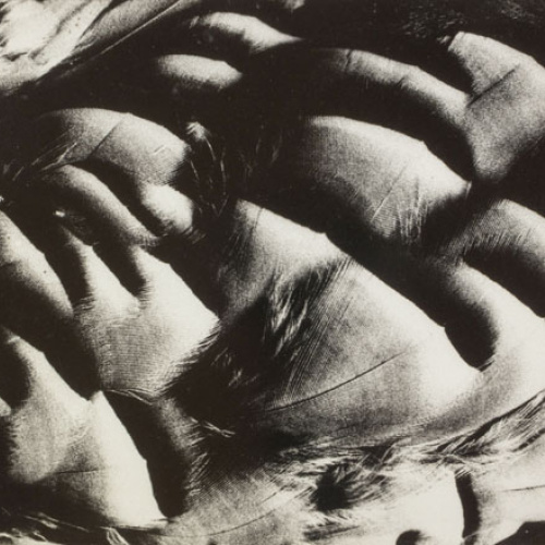 image for: Oriol Maspons - Plomes de perdiu. Fotografia per al llibre «La caza de la perdiz roja», de Miguel Delibes - 1962