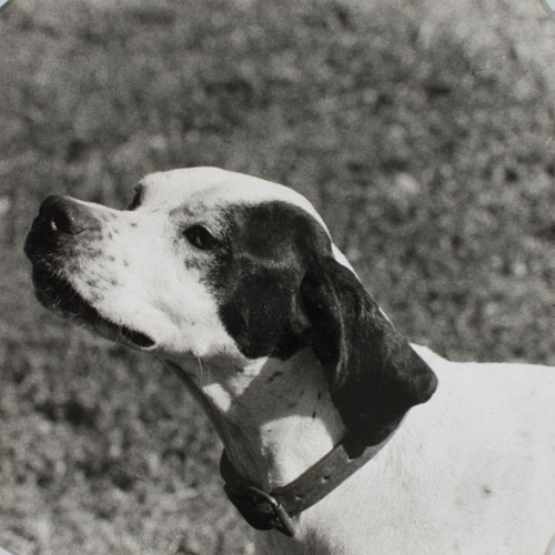 image for: Oriol Maspons - Fotografia per al llibre «La caza de la perdiz roja», de Miguel Delibes - 1962