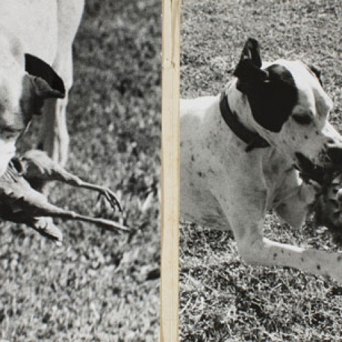 image for: Oriol Maspons - Díptic de la maqueta del llibre «La caza de la perdiz roja», de Miguel Delibes - 1962
