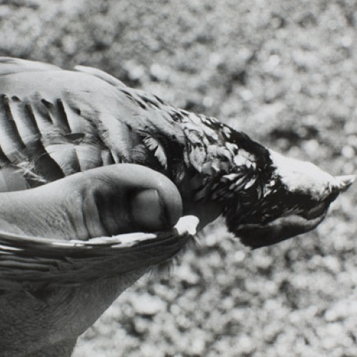image for: Oriol Maspons - Fotografia per al llibre «La caza de la perdiz roja», de Miguel Delibes - 1962