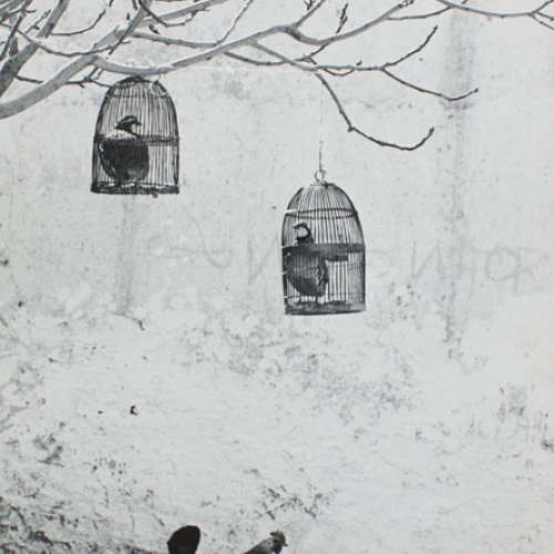 image for: Oriol Maspons - Fotografia per al llibre «La caza de la perdiz roja», de Miguel Delibes - 1962