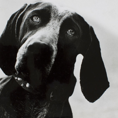 image for: Oriol Maspons - Fotografia per al llibre «La caza de la perdiz roja», de Miguel Delibes - 1963