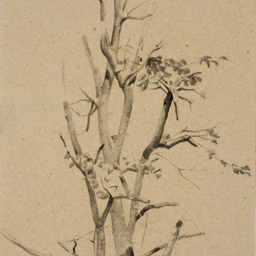image for: Antoni Fabrés - Branques - Cap a 1888-1894