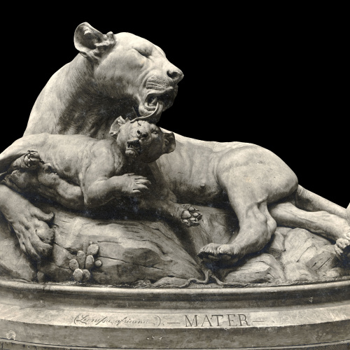 image for: Diego Sarti - Mater. Lleona africana - 1897-1898