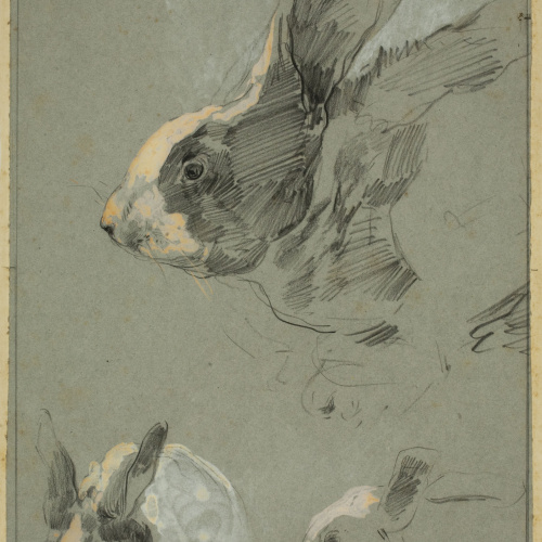 image for: Baldomer Galofre - Estudi de conills - Cap a 1884-1886