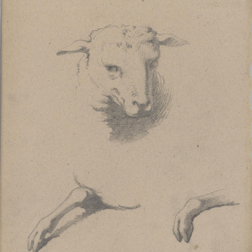 image for: Claudi Lorenzale - Estudi de cap i potes davanteres d&#039;ovella - Cap a 1850-1870