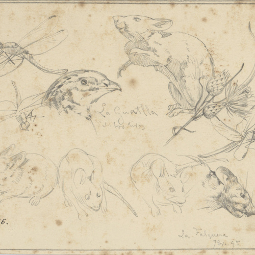image for: Alexandre de Riquer - Insectes, ratolins, guatlla i flors - 1895