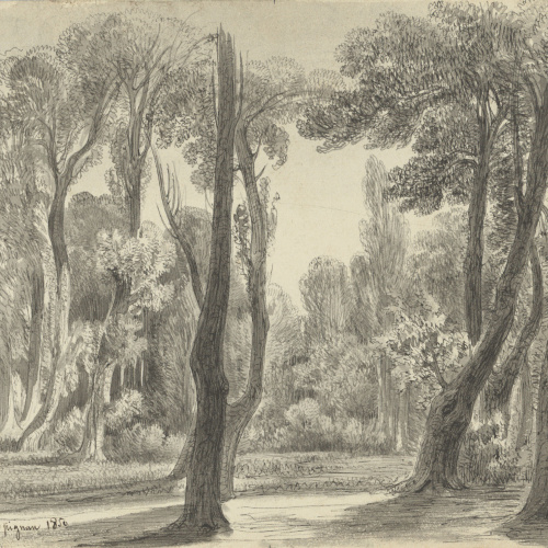 image for: Lluís Rigalt - Promenade des Platanes. Perpignan - 1850