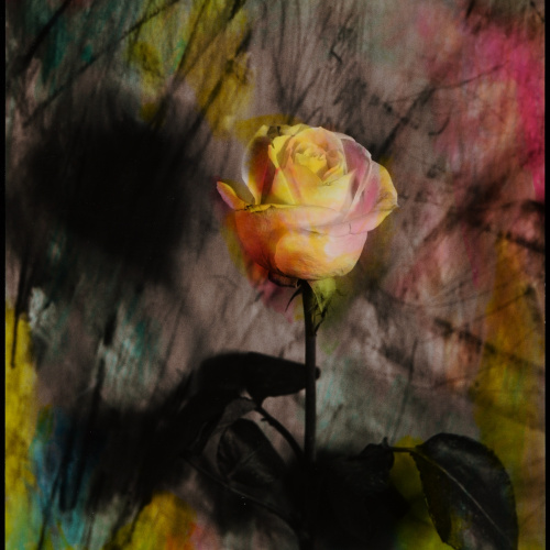 Pere Formiguera - La rosa - [no-dating]