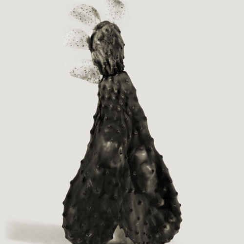image for: Joan Fontcuberta - Fallera carnosa (Herbarium) - 1982