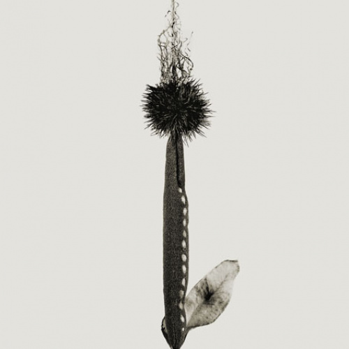 image for: Joan Fontcuberta - Cardus fibladissus (Herbarium) - 1985
