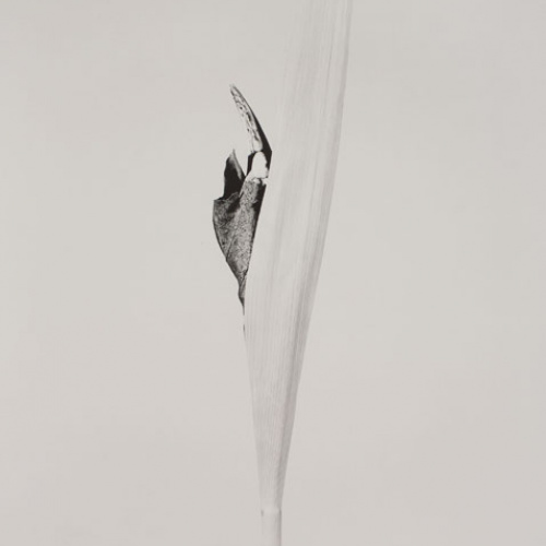 image for: Joan Fontcuberta - Cornus impatiens (Herbarium) - 1984