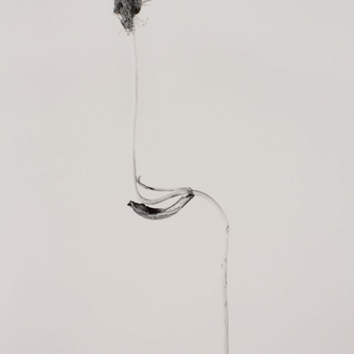 image for: Joan Fontcuberta - Cascallus ferragosus (Herbarium) - 1982