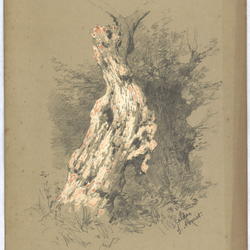 Josep Armet - Estudi de troncs - Cap a 1870 image for: Josep Armet - Estudi de troncs - Cap a 1870