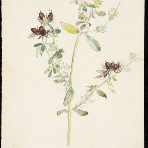 Teresa Lostau - Herba de les morenes (flor silvestre) - Cap a 1921 image for: Teresa Lostau - Herba de les morenes (flor silvestre) - Cap a 1921