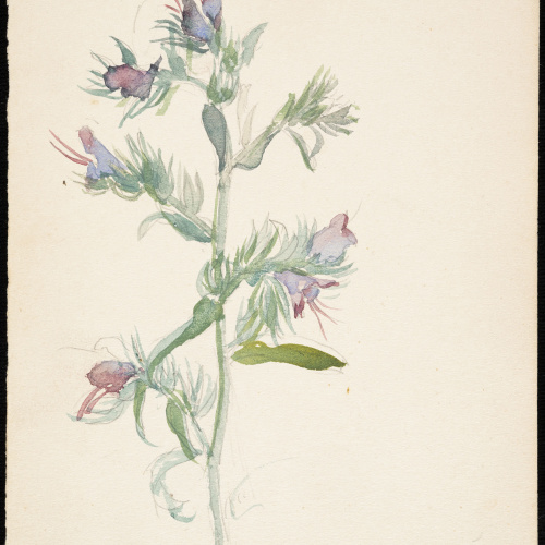 Teresa Lostau - Llengua de bou (flor silvestre) - Cap a 1921 image for: Teresa Lostau - Llengua de bou (flor silvestre) - Cap a 1921