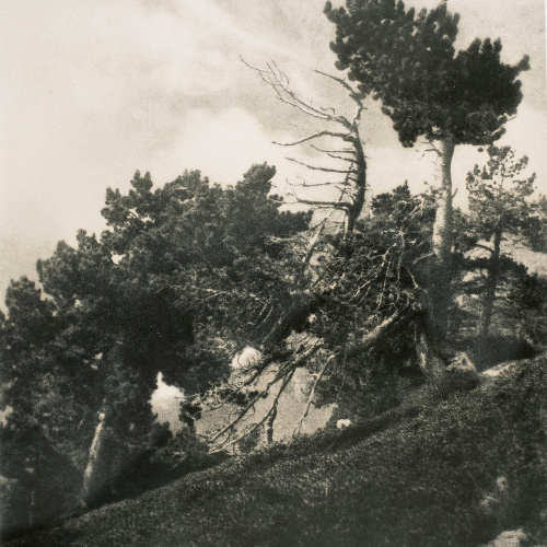 image for: Claudi Carbonell - Bosc de la Verge - No datat